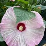 Hibiscus grandiflorus Цвят