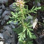 Valeriana calcitrapae Habitat