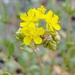Helianthemum squamatum Flor