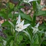 Leontopodium kurilense Flower