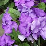 Brunfelsia pauciflora Çiçek