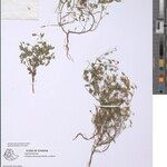 Crotalaria microcarpa Sonstige