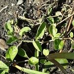 Veronica officinalis Hoja