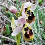 Ophrys tenthredinifera Цвят