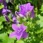 Campanula portenschlagianaLorea