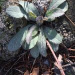 Hieracium albiflorum Habitus