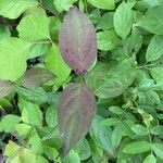 Cornus foemina Leaf