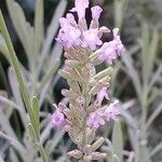 Lavandula latifolia 花