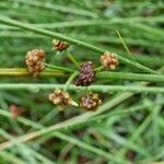 Scirpoides holoschoenus Flor