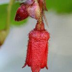 Ribes speciosum Flower