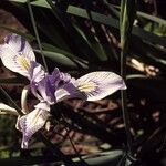 Iris missouriensis ᱛᱟᱦᱮᱸ