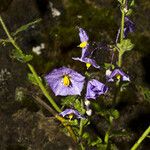 Solanum umbelliferum 整株植物