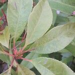 Photinia fraseri Leaf