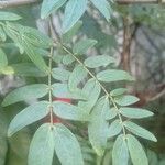 Calliandra haematocephalaFolha