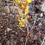 Sedum stenopetalum Habit