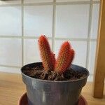 Cleistocactus winteri Leht