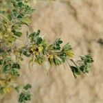 Astragalus armatus Leaf