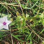 Ipomoea mombassana Hábito