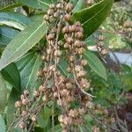 Pieris formosa Fruit