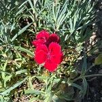 Dianthus chinensis Blomma