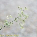 Galium obliquum Other