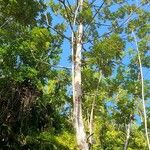Cecropia schreberiana Hábito