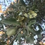 Combretum imberbe Leaf