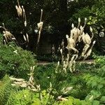 Tiarella cordifolia 整株植物