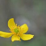 Anemone ranunculoides Цвят