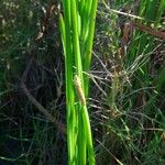 Eleocharis mutata Habit