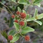 Codia microphylla Blomma