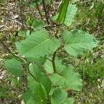 Reynoutria sachalinensis Leaf