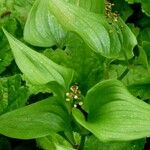 Maianthemum bifolium Blatt