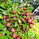 Gaultheria phillyreifolia Fruit
