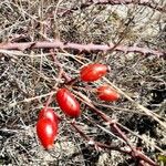 Rosa canina Fruit