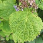 Plectranthus fruticosus Leaf