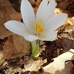 Crocus vernus Квітка