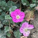 Erodium corsicumÇiçek