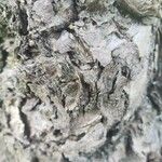 Actinidia kolomikta 樹皮