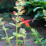 Salvia roemeriana Flor
