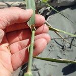 Phragmites karka Leaf