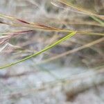 Aristida adscensionis Folha