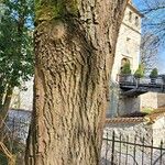 Salix babylonica Corteza