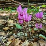 Cyclamen purpurascens Květ