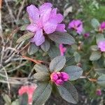 Rhododendron lapponicum ফুল