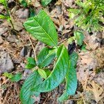 Viburnum nudum Leaf