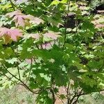 Acer sieboldianum Pokrój