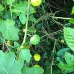 Solanum viarum Fruit