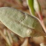 Atriplex portulacoides List