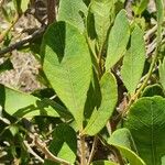 Searsia natalensis Leaf